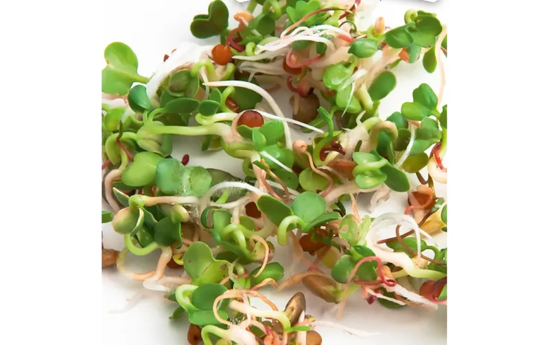 Gusta Garden Samen Microgreens Ruca-Salatrauke HARRY HERBS