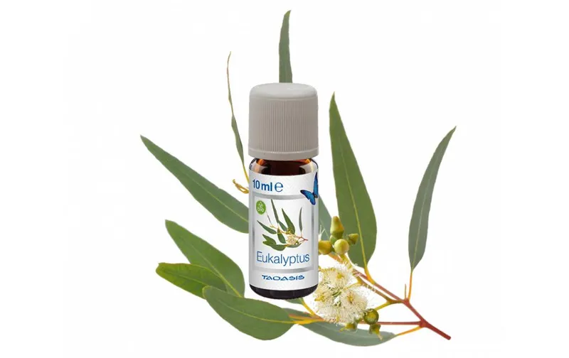 Venta Luftwäscher Duftöl Eukalyptus, 3 x 10 ml