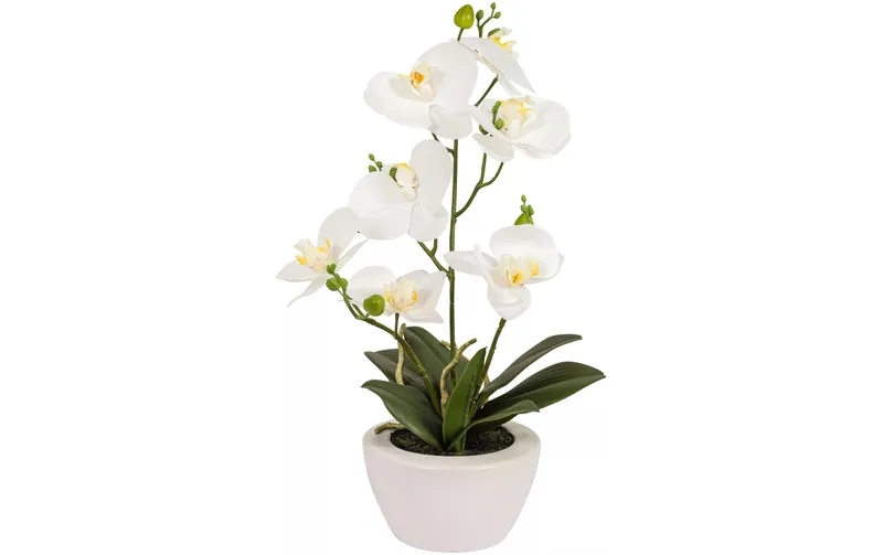 Botanic-Haus Kunstpflanze Phaleanopsis im Topf 67 cm