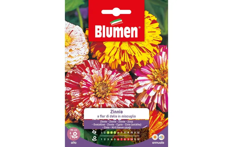 Blumen Saatgut Zinnie Dahlienblütig Mix