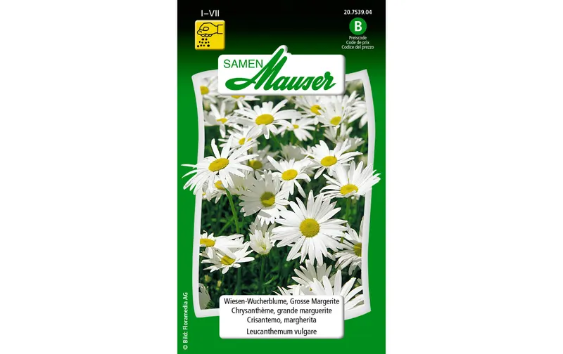 Samen Mauser Saatgut WiesenWucherblume, Grosse Margerite