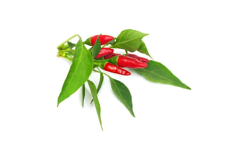 Click and Grow Samen Piri Piri Chili
