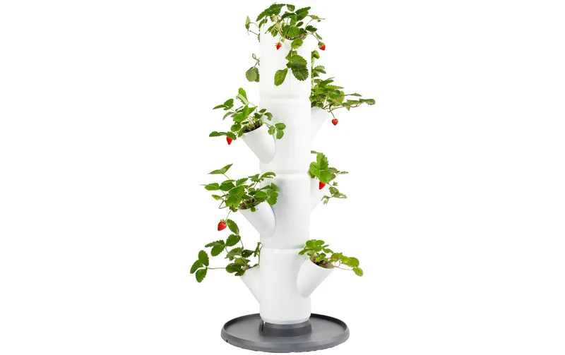 Gusta Garden Aufzuchttöpfe SISSI STRAWBERRY Starterset, blanc