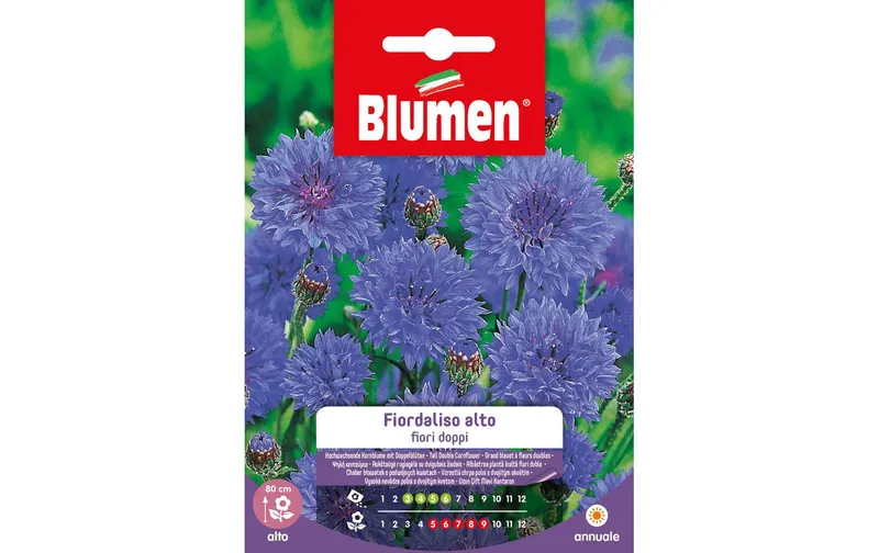 Blumen Saatgut Kornblume gefüllt hoch