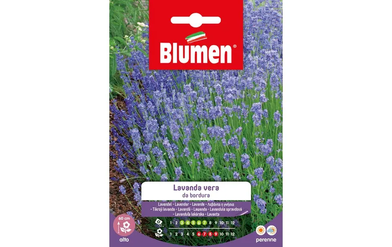 Blumen Saatgut Lavendel Blumen