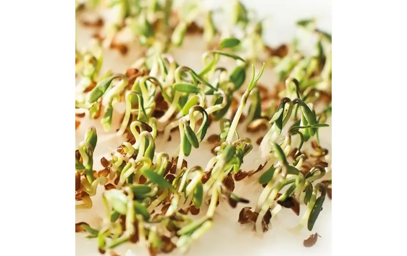 Gusta Garden Samen Microgreens Kresse HARRY HERBS