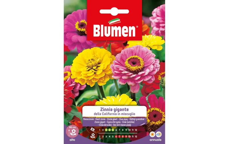 Blumen Saatgut Riesenzinnie California Mix