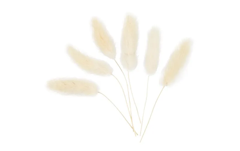 Creativ Company Trockenblumen Federgras 3-7 cm, 6 pièces