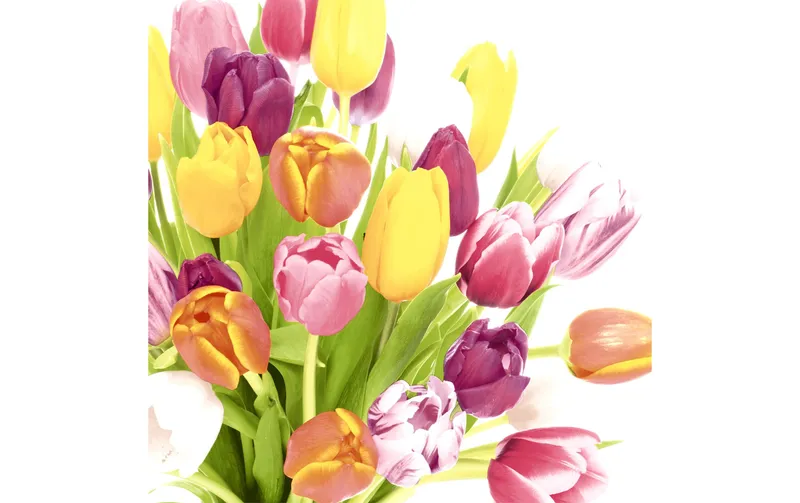 Paper + Design Papierservietten Beautiful Tulips 33 cm x 33 cm, 20 pieces