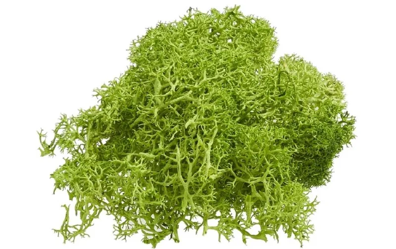 HobbyFun Mini-Utensilien Islandmoos 20g, green