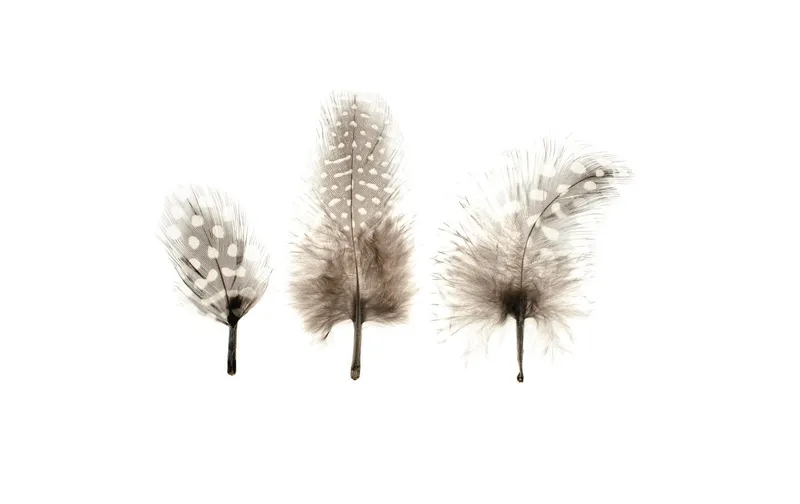 Glorex Federn 3-9 cm Perlhuhn