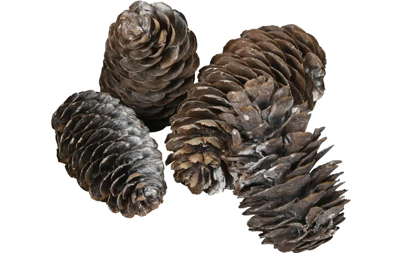 COCON Streudeko pinzapfen gross, blanc, 100g