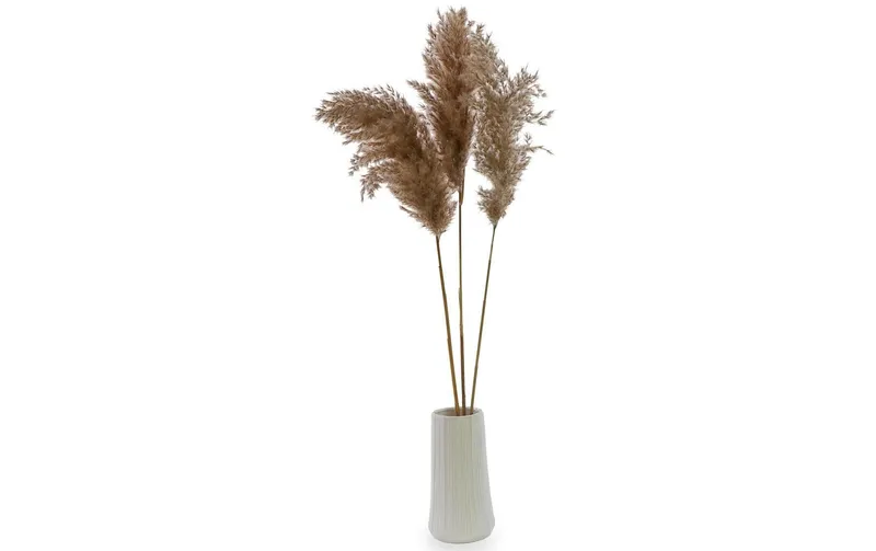 Soli Collection Trockenblumen Pampasgras 3er Set, naturelfarben