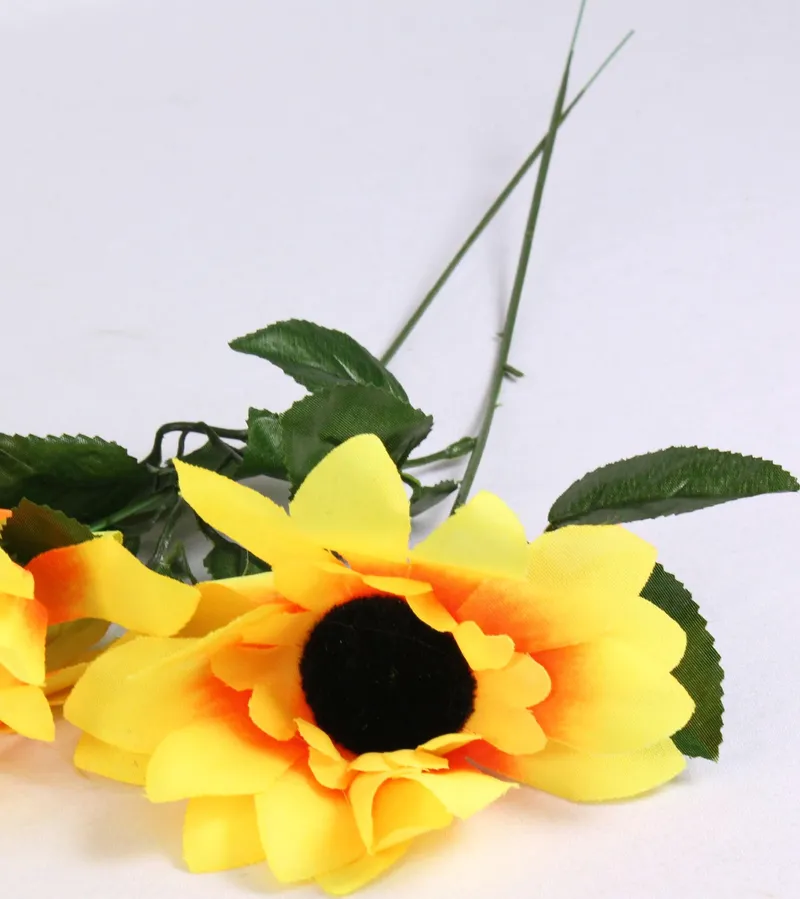 Sonnenblume