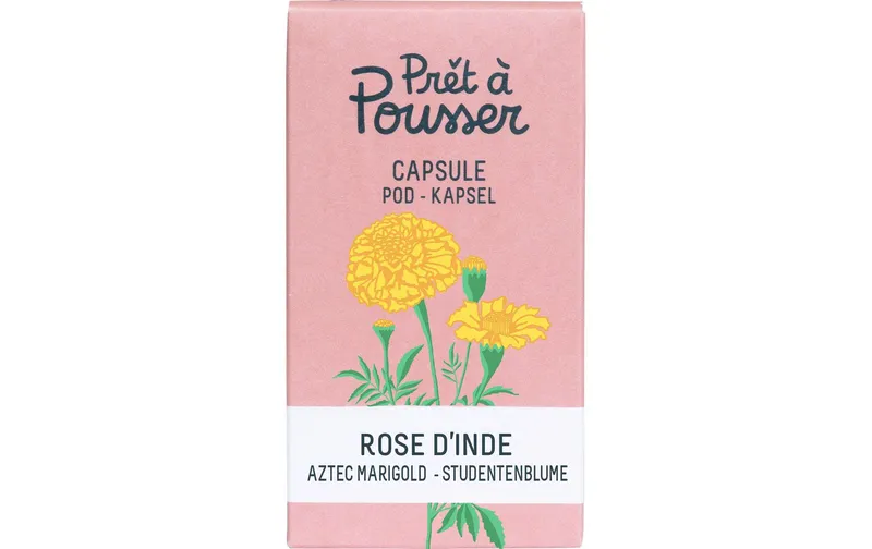 Prêt à Pousser Samen Indische Rose