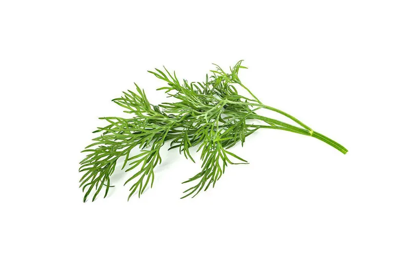 Click and Grow Samen Dill