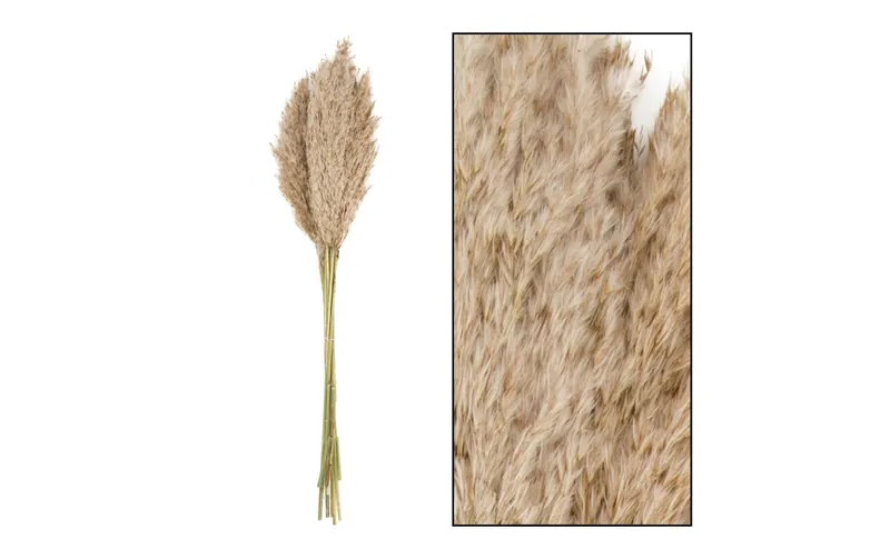 CHALET Trockenblumen Schilfrohrfeder 10 pieces, naturale