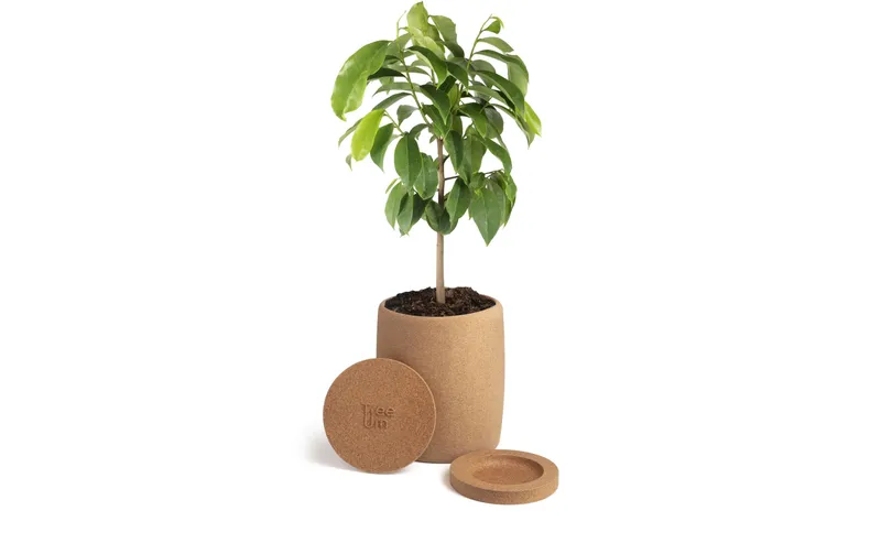 Tree Urn BIologisch abbaubare Korkurne pour Haustiere Hellbraun