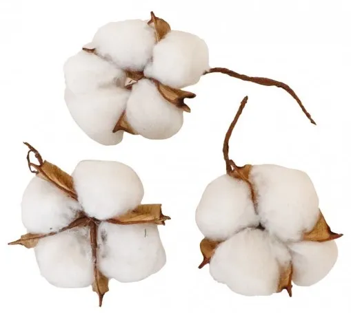 Boite 9 fleurs de coton