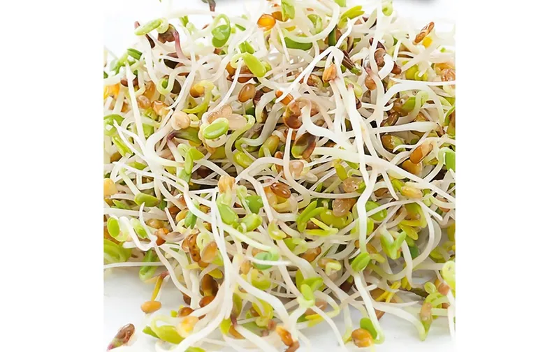 Gusta Garden Samen Microgreens Alfalfa HARRY HERBS