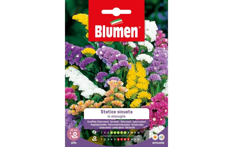 Blumen Saatgut Strandflieder Mix