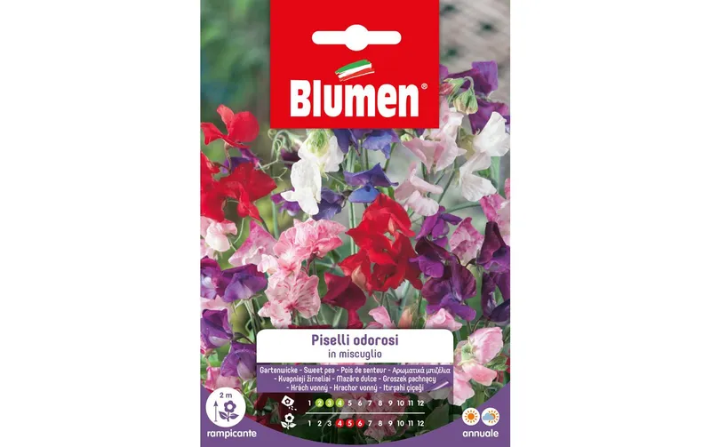 Blumen Saatgut Gartenwicke Mix