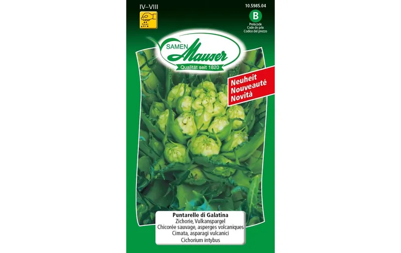 Samen Mauser Samen Puntarelle di Galatina Zichorie, Vulkanspargel