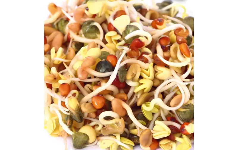 Gusta Garden Samen Microgreens Daikon-Rettich HARRY HERBS