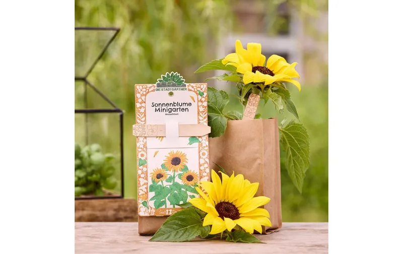 Die Stadtgärtner Anzuchtset Sonnenblume