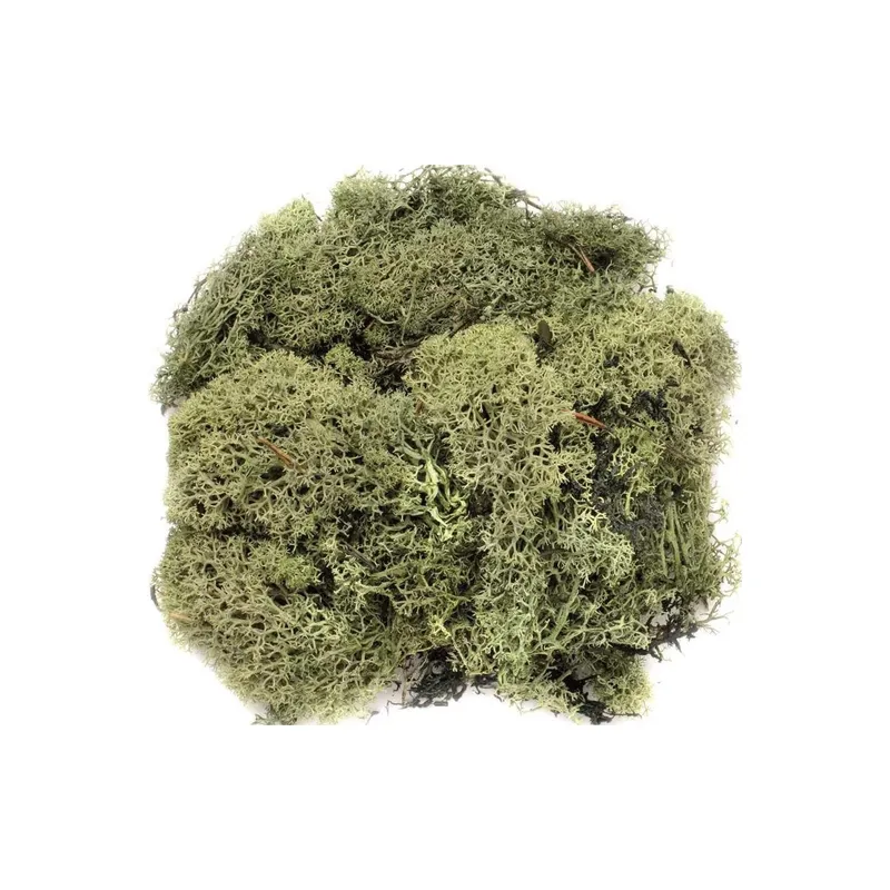 Glorex Muschio Island Verde Scuro