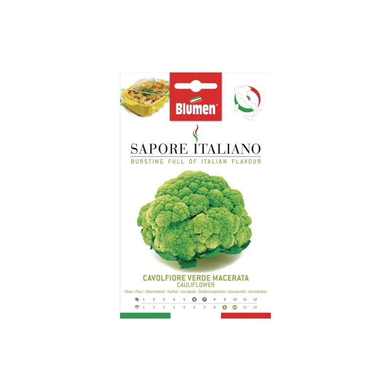 Blumen Samen Blumenkohl Verde Macerata