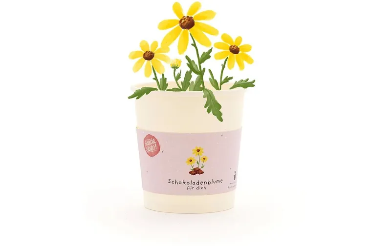 the Stadtgärtner Blütengruss Schokoladenblume