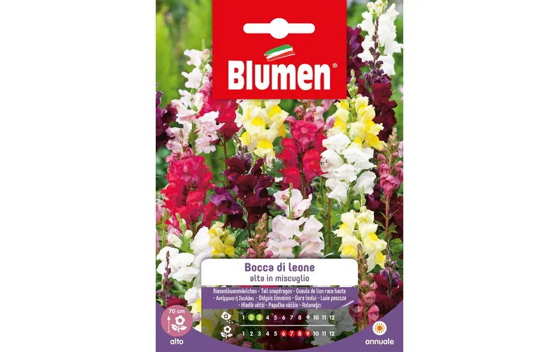 Blumen Saatgut Riesenlöwenmäulchen Mix