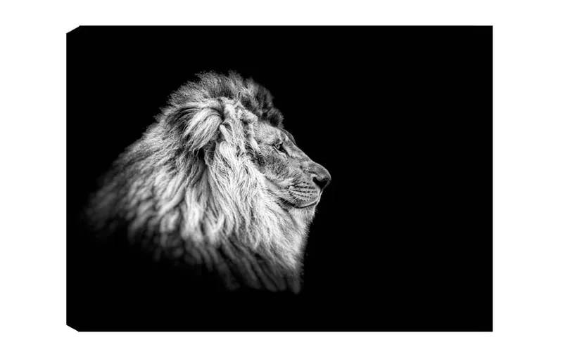 Wallxpert Bild Löwe 50 x 70 cm
